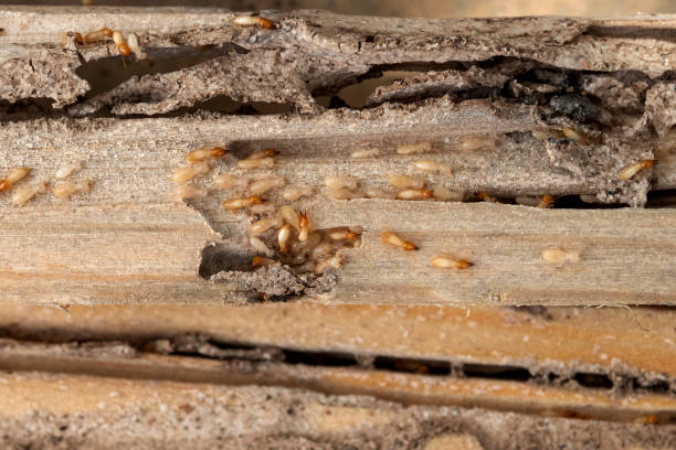Best Local Pest Control Services  in Edwardsville, KS